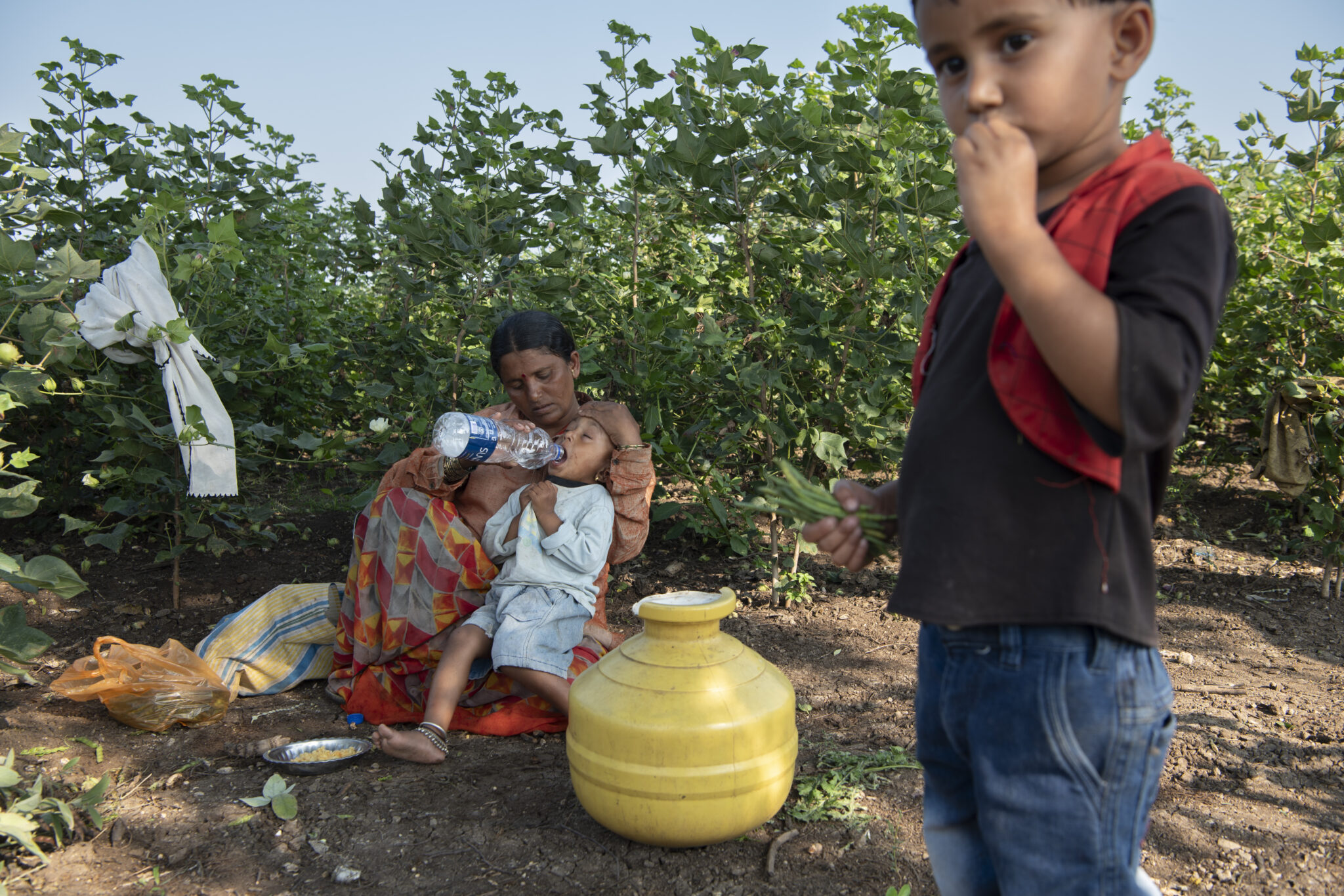 Women working in sugarcane fields